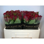 Roos 50cm Madam Red