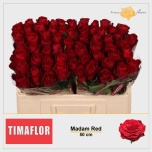 Roos 50cm Madam Red
