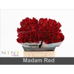 Roos 50cm Madam Red (NINI)