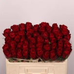 Roos 50cm Madam Red (Sunrise)