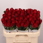 Roos 60cm Madam Red