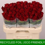 Roos 60cm Madam Red