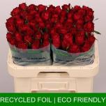 Roos 60cm Madam Red