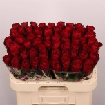 Roos 60cm Madam Red