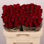 Roos 60cm Madam Red