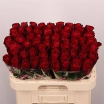 Roos 60cm Madam Red