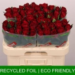 Roos 60cm Madam Red
