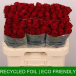 Roos 60cm Madam Red
