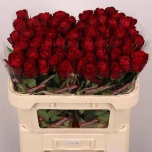 Roos 70cm Madam Red