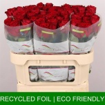 Roos 70cm Madam Red