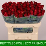 Roos 70cm Madam Red