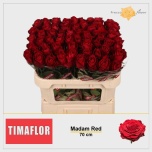 Roos 70cm Madam Red
