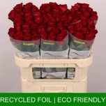 Roos 70cm Madam Red