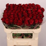 Roos 70cm Madam Red