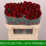 Roos 70cm Madam Red