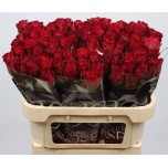 Roos 70cm Madam Red