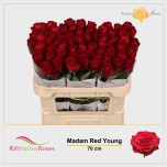 Roos 70cm Madam Red
