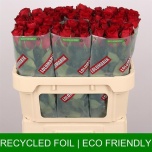 Roos 70cm Madam Red