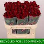 Roos 70cm Madam Red