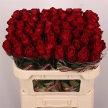 Roos 70cm Madam Red