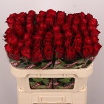 Roos 70cm Madam Red