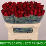 Roos 70cm Madam Red