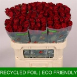 Roos 70cm Madam Red