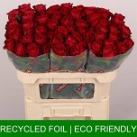 Roos 70cm Madam Red