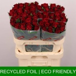 Roos 80cm Madam Red