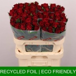 Roos 80cm Madam Red