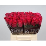 Roos 40cm Madam Cerise