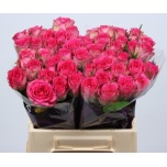 Roos 40cm Madam Pink