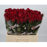 Roos 60cm Madam Red (Agri Lake)