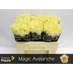 Roos 50cm Magic Avalanche