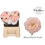 Roos 40cm Mansfield Park