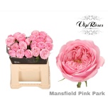 Roos 40cm Mansfield Pink Park