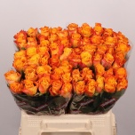 Roos 40cm Marie-Claire