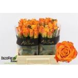 Roos 40cm Marie-Claire