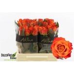 Roos 40cm Mariyo