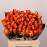 Roos 40cm Mariyo