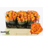 Roos 50cm Marie-Claire