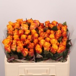 Roos 50cm Marie-Claire