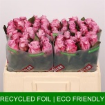 Roos 50cm Maritim