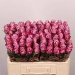Roos 50cm Maritim