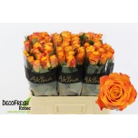 Roos 60cm Marie-Claire