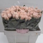 Roos 40cm Medeo
