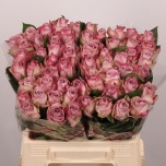 Roos 40cm Memory Lane