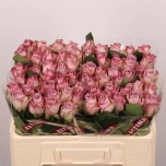 Roos 50cm Memory lane