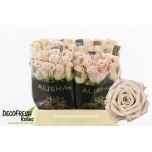 Roos 40cm Menta