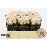 Roos 50cm Menta